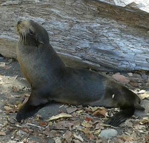 Costa Rica. Avistan un león marino en la playa Bochinche
