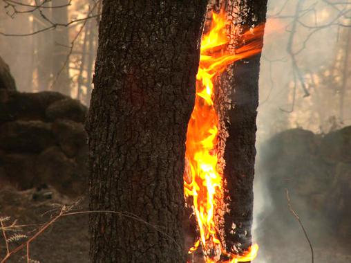 Los incendios en los bosques españoles han evolucionado con el clima desde 1968