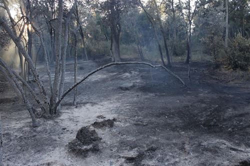 El fuego ha arrasado un total de 33.492