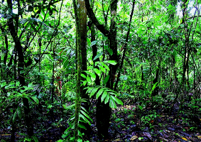Costa Rica es quinto lugar del mundo en índice ambiental