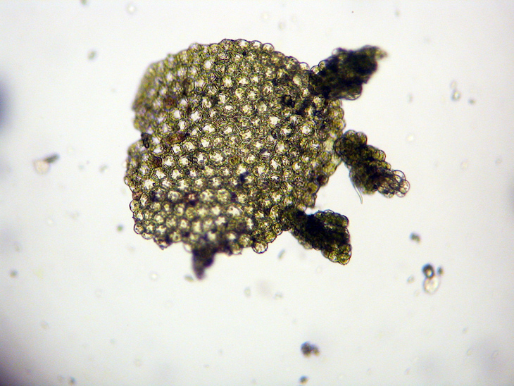 Reproducción asexuada: un clon genéticamente diferente