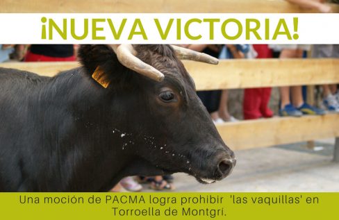 El correbou de Torroella de Montgrí (Girona) ya es historia