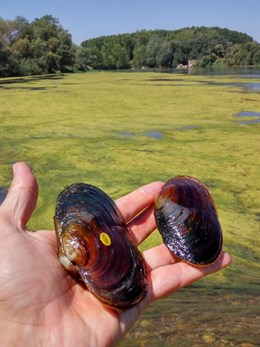 Halladas cuatro nuevas margaritonas en el río Ebro en Aragón