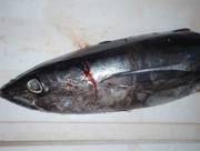 Oceana detecta importaciones de bonito ilegal y pide su incautación