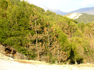 La Junta recomienda recetas frías para evitar el uso del fuego durante la peregrinación rociera