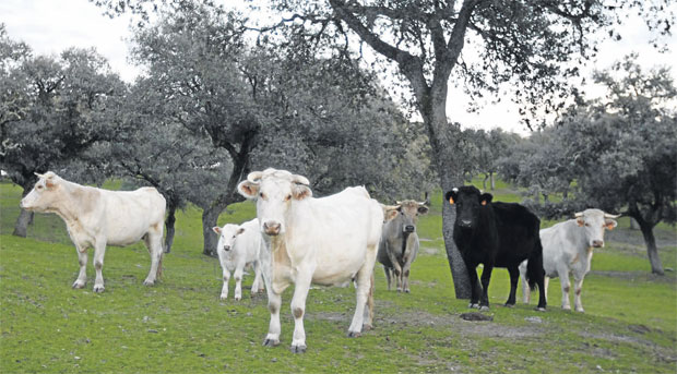 Preocupación por la incidencia de la tuberculosis en la cabaña bovina extensiva andaluza