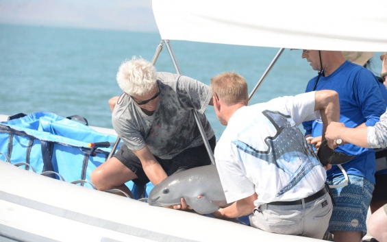 México rescató la primera vaquita marina de su historia