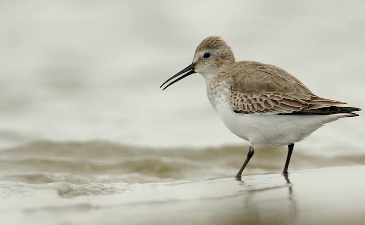 SEO/BirdLife impulsa la conservación de las aves limícolas