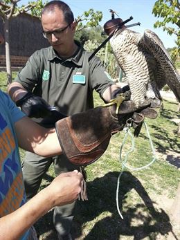 Catalunya incauta 18 halcones peregrinos destinados a la cetrería
