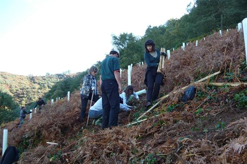 Fundación Oso Pardo plantan árboles frutales en Vega de Liébana (Cantabria)