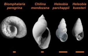 Los caracoles de agua dulce