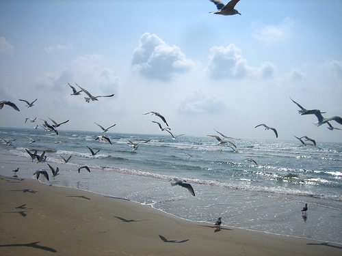 Junta de Andalucía y Lotería nacional promocionan Doñana con un sorteo que celebra su 40 aniversario