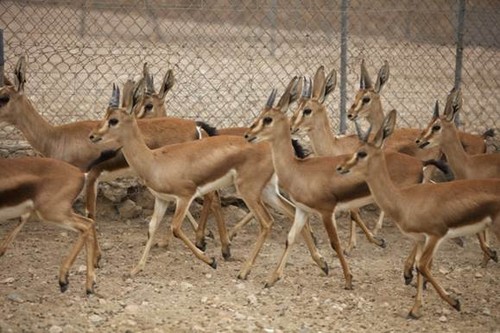 El CSIC traslada a Túnez 43 gacelas de Cuvier