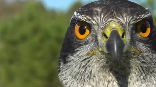 Por qué esperar para apuntarse a este curso en rastros de fauna ibérica