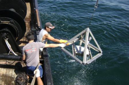 Descubren la existencia de caracoles asiáticos en las aguas del Río de la Plata