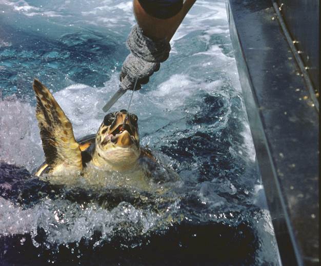 Europa deja al criterio de cada país cómo reducir las capturas accidentales y proteger el  medio marino
