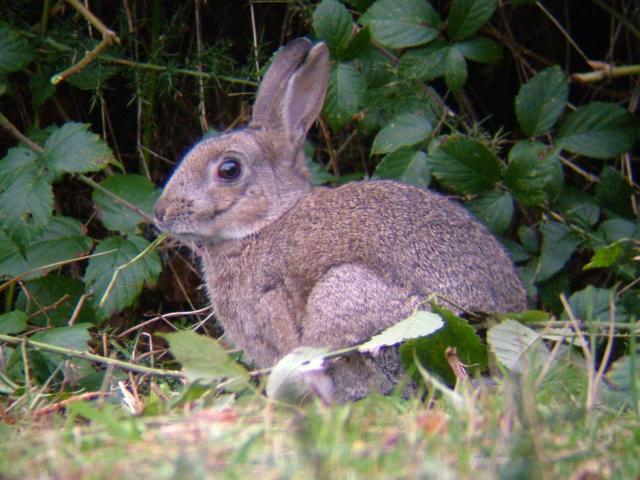 Ecologistas en Acción ve aberrante la prórroga del control del conejo