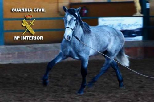 Dos personas detenidas en Puertollano por maltrato a un caballo pura sangre