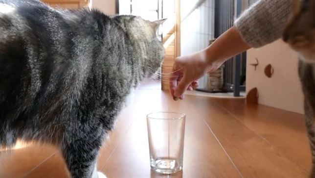 Tu gato es zurdo o diestro (Vea VIDEO)