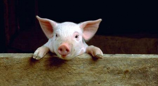 Exigen a la UE reducir los antibióticos suministrados a los animales de granja