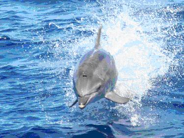 El delfín mular que se encontraba dentro del Puerto de Tarragona ya se ha marchado