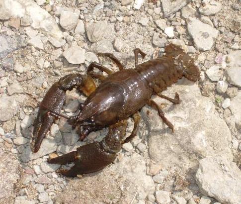 Trasladan por primera vez cangrejos autóctonos para repoblar un río en Catalunya