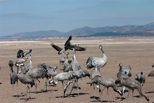 Gallocanta celebra la XIV edición del Festival de las Grullas en el que se observarán más de 9.900 aves