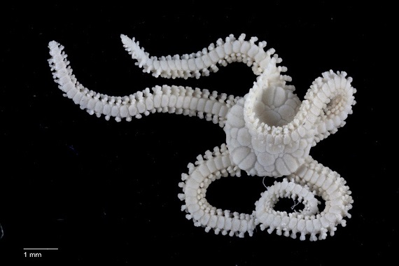 La biodiversidad en las profundidades del océano