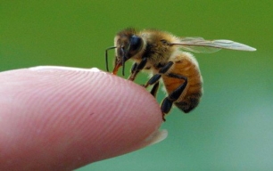 Apiterapia y el cáncer