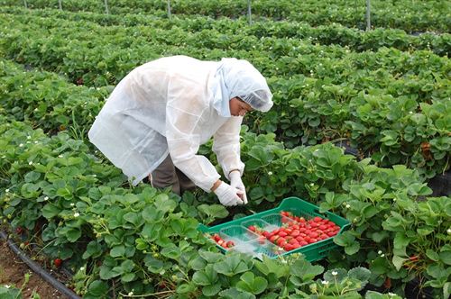 El 95 por ciento de las fresas españolas contiene pesticidas