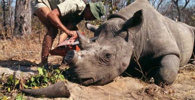 Por la prohibición total del comercio de marfil y de cuernos de rinocerontes en la UE