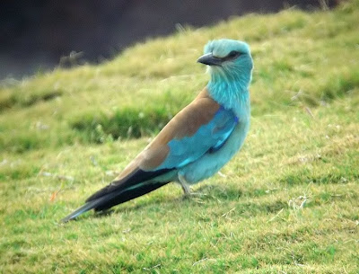 SEO/Birdlife marca con emisores satélite tres aves carracas