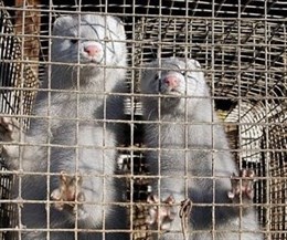 Por el cierre de las granjas peleteras