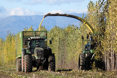Biomasa. Jornada técnica sobre el cosechado del chopo en Talayuela (Cáceres)