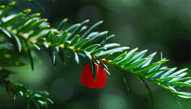 Europa ‘pasa’ de las especies amenazadas