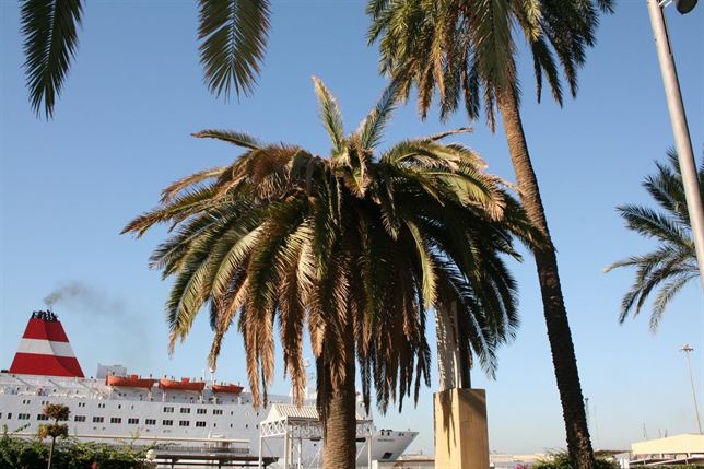La plaga del picudo rojo que afecta a la palmera canaria ‘podría haberse evitado’