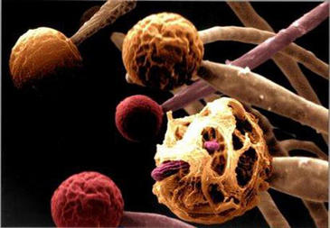 Algunas especies de hongos y parásitos microbianos han perdido un mecanismo de defensa durante la evolución