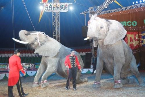 Ciudad de México prohíbe uso de animales en circos