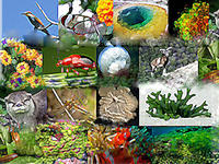 Arranca en Granada el Congreso Nacional de Biodiversidad