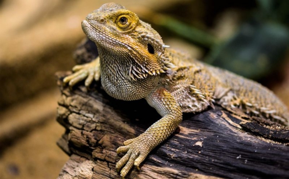 Colombia: 11 especies de reptiles están en peligro crítico de extinción