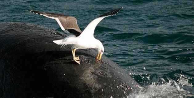 Gaviotas que atacan las ballenas