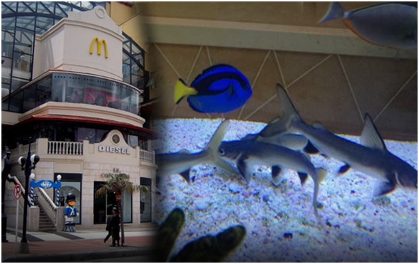 Colombia: el ‘rescate’ de peces que acabó en sacrificio