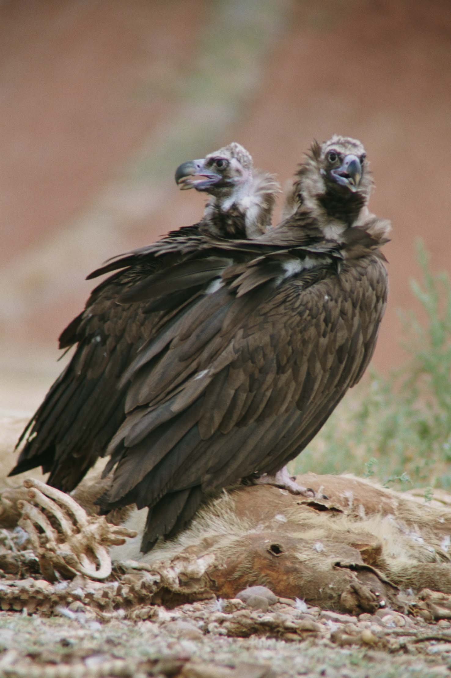 Los que protegen a nuestras rapaces son los que más huevos tienen