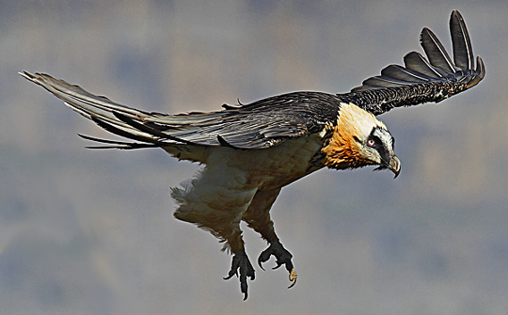 El incendio de Santiago-Pontones (Andalucía) no afecta a los ejemplares de quebrantahuesos liberados en la zona