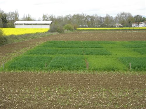 Neiker-Tecnalia confirma la eficacia como fertilizante de un producto elaborado con residuos orgánicos