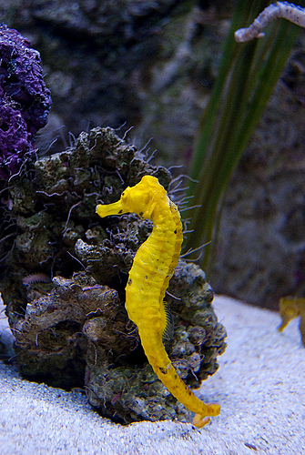 WWF colabora con la película Océanos para promover la conservación del mundo marino