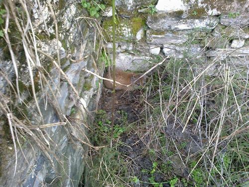 Localizan dos cachorros de lince nacidos en libertad en Guarrizas (Jaén)