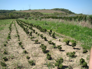 Madrid va a replantar un mínimo de 10.000 árboles esta temporada
