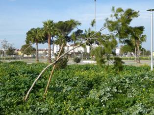 Jerez de La Frontera y el desastre del ‘Parque de La Marquesa’
