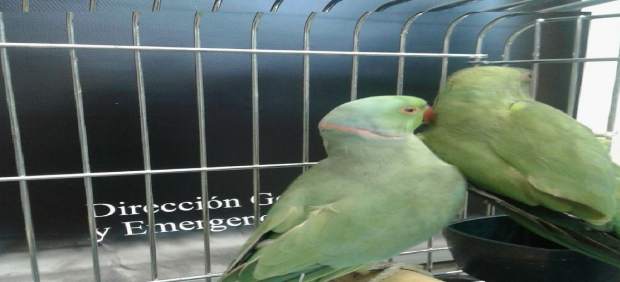 La Policía Canaria se incauta de dos ejemplares de cotorras de Kramer que se vendían por Internet